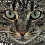 Toni Hettinger Profile Picture