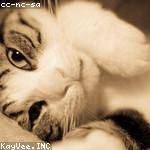 Ava Dooley Profile Picture