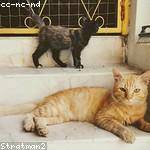 Chanel Hickle Profile Picture