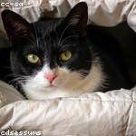 Virgil Collier Profile Picture