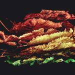 Reyna Macejkovic Profile Picture