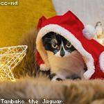 Lauren Becker Profile Picture