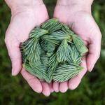 Ephraim Tremblay Profile Picture