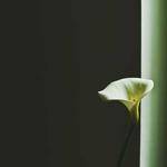 Terence Hauck Profile Picture