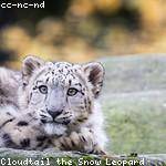 Giovanni Denesik Profile Picture