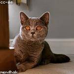 Shemar Wuckert Profile Picture