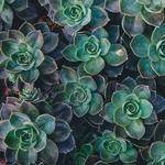 Daryl Ledner Profile Picture