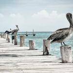 Kraig Schmitt Profile Picture