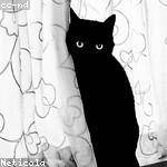 Nelson Powlowski Profile Picture