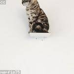 Viva Deckow Profile Picture